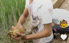 农村短视频制作 农村大爷拍摸鱼教程，抽象视频火了，背后藏着啥秘密？